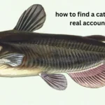 how to find a catfishes real account