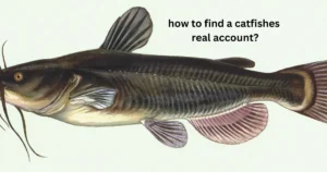 how to find a catfishes real account